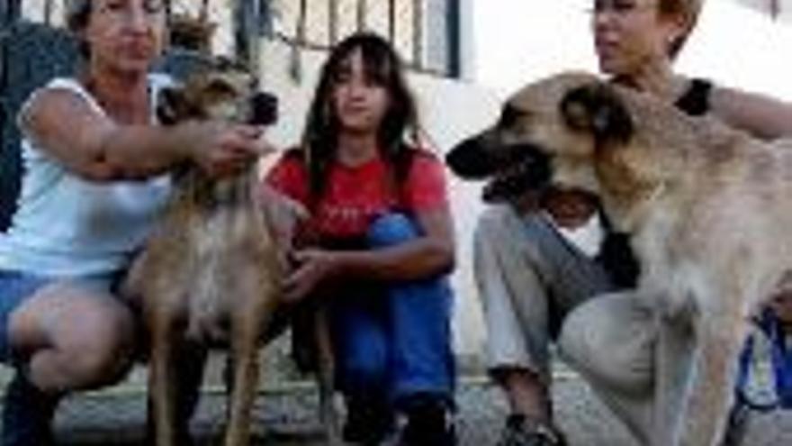 El 60% de las adopciones de perros de la protectora son de extranjeros