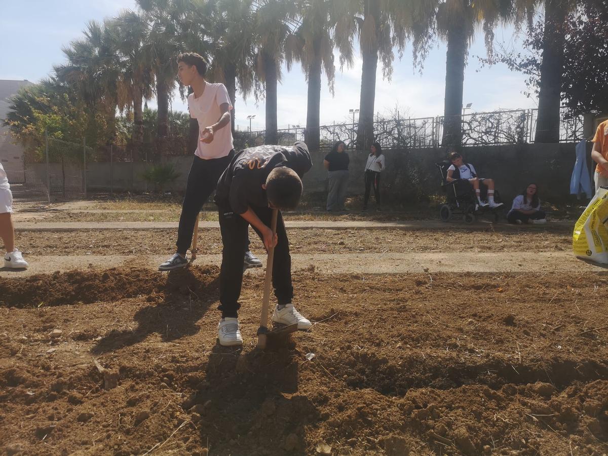 Fent els solcs a l'hort escolar de l'IES Torís per plantar la collita.