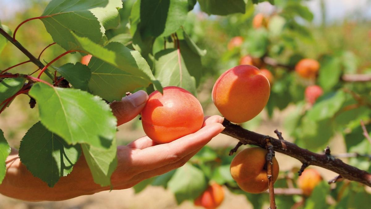 Ametller Origen trabaja el producto desde que se cultiva en el campo y hasta que llega a la cesta del consumidor