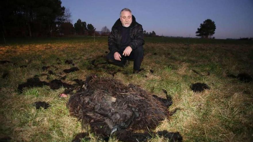 Un ganadero de Ponte (Silleda) con una de sus ovejas muertas tras un ataque de cánidos. // Bernabé