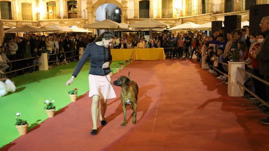 Archidona celebrará los 30 años de su Feria del Perro del 5 al 7 de mayo
