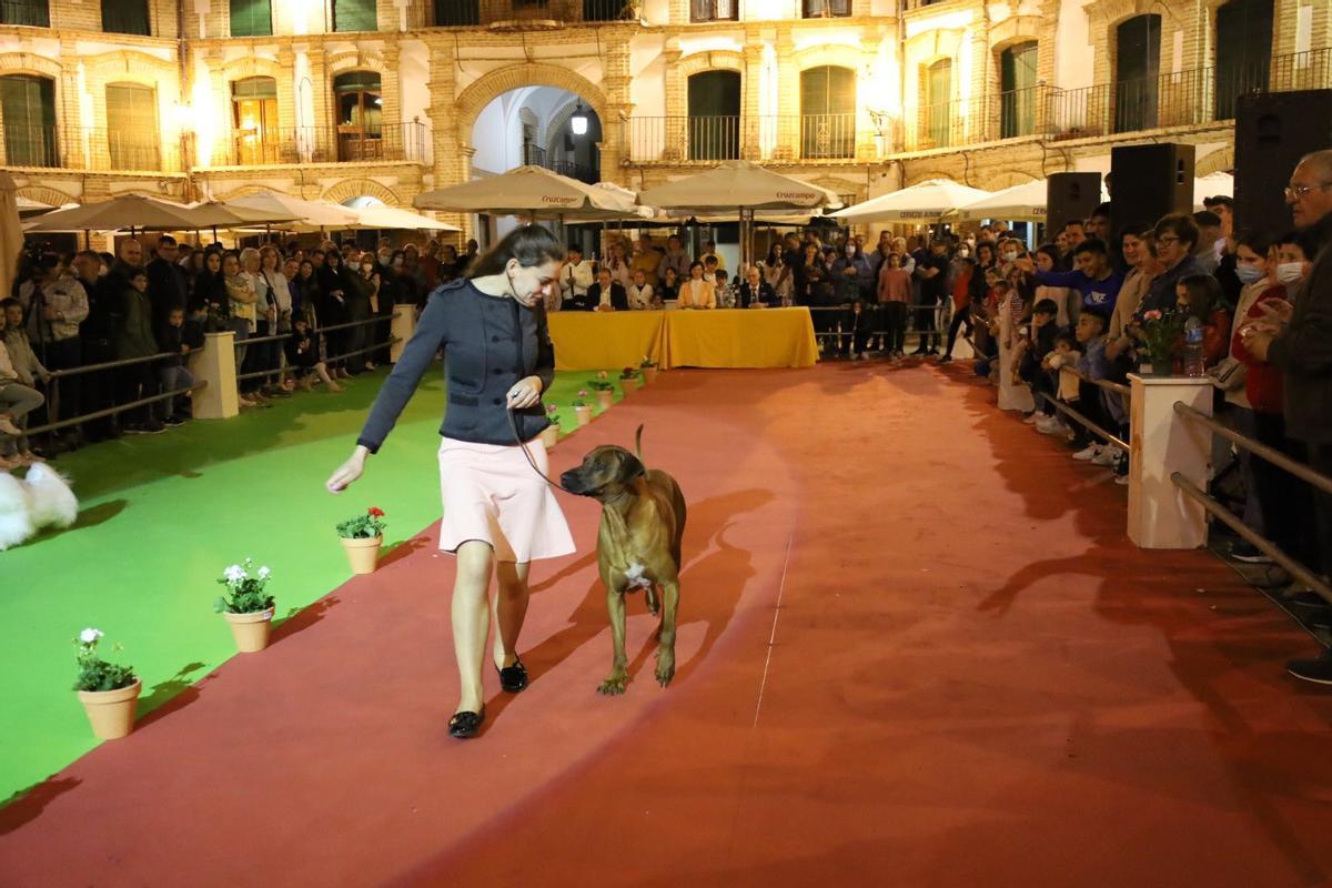 Una edición anterior de la Feria del Perro de Archidona.