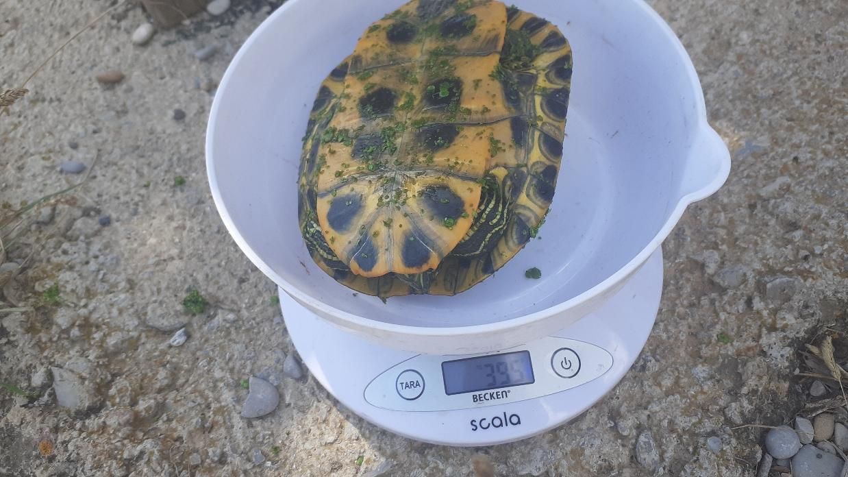 Captura reciente de una tortuga exótica en el riu Millars.