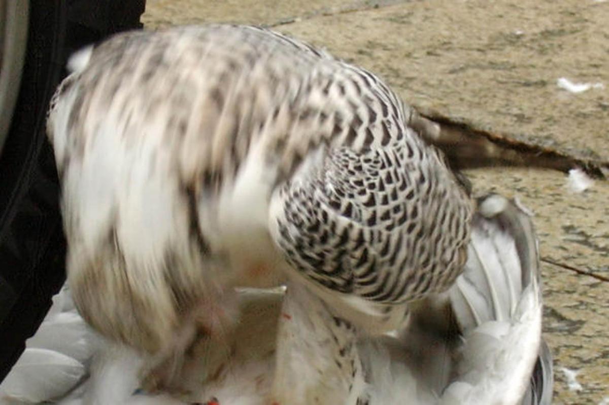 Un halcón de Alvedro, de caza en la Ciudad Vieja