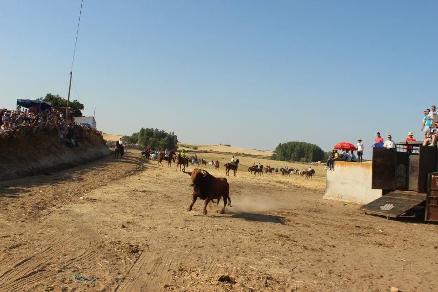 Fiestas en Zamora: Encierro en Argujillo