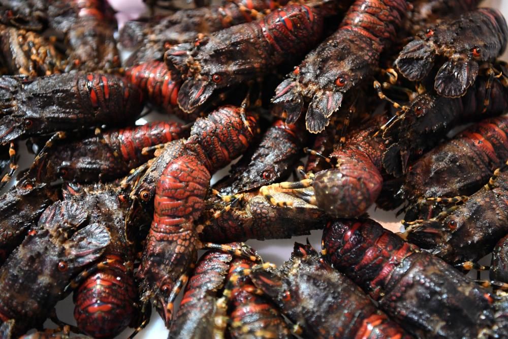 Percebes que alcanzan los 120 euros el kilo, cigalas, centollas, lubrigantes...