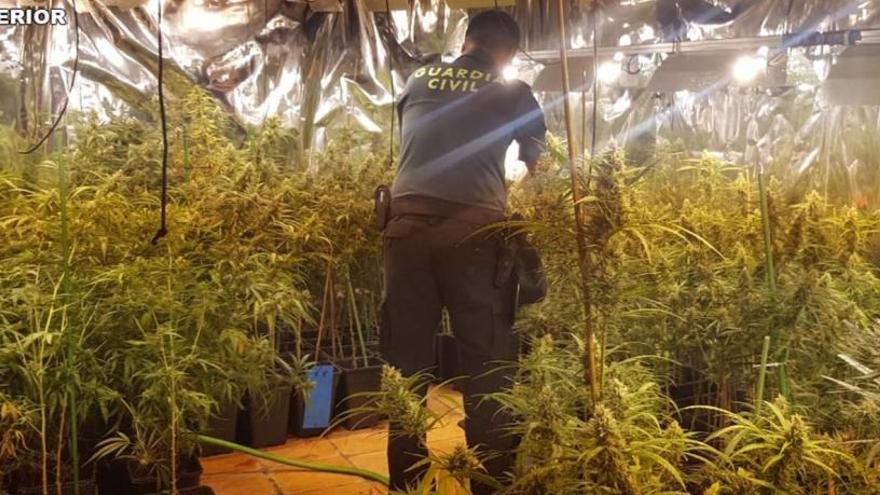Desmantelan en un chalé de Xàbia un cultivo de 550 plantas de marihuana