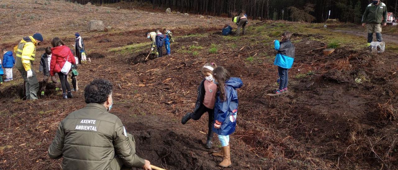 Bomberos forestales ayudan al alumnado a plantar castaños y cerezos en el monte de Toutón.   | // D.P.