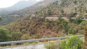 Radiografia | La sequera extrema s’acarnissa amb els boscos del nord de Catalunya