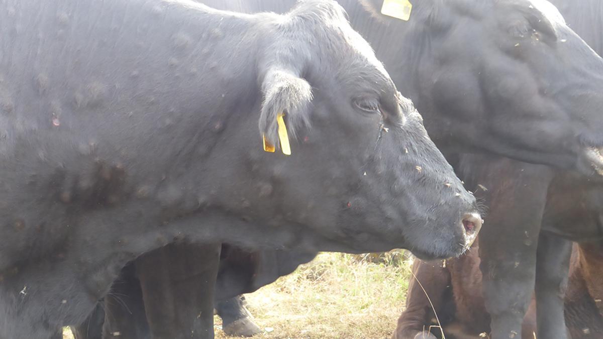 Explotacion de vacas en una granja valenciana, en una imagen de archivo.