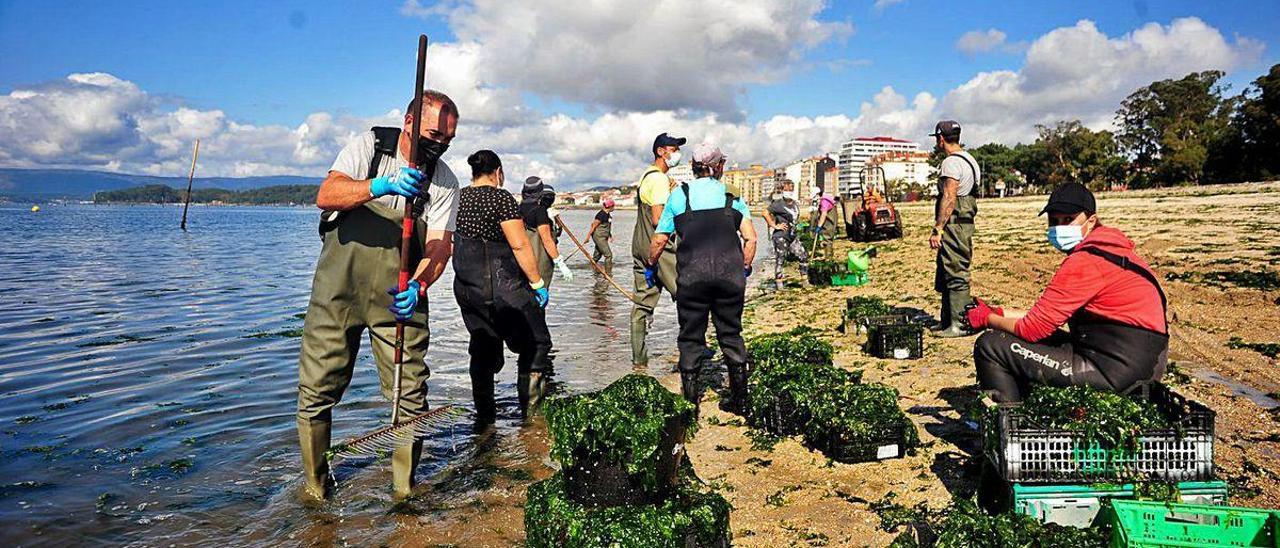 La agrupación de mariscadoras de Carril, durante la limpieza de algas en playa Compostela.