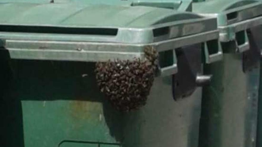 El contenedor con las abejas. // FdV