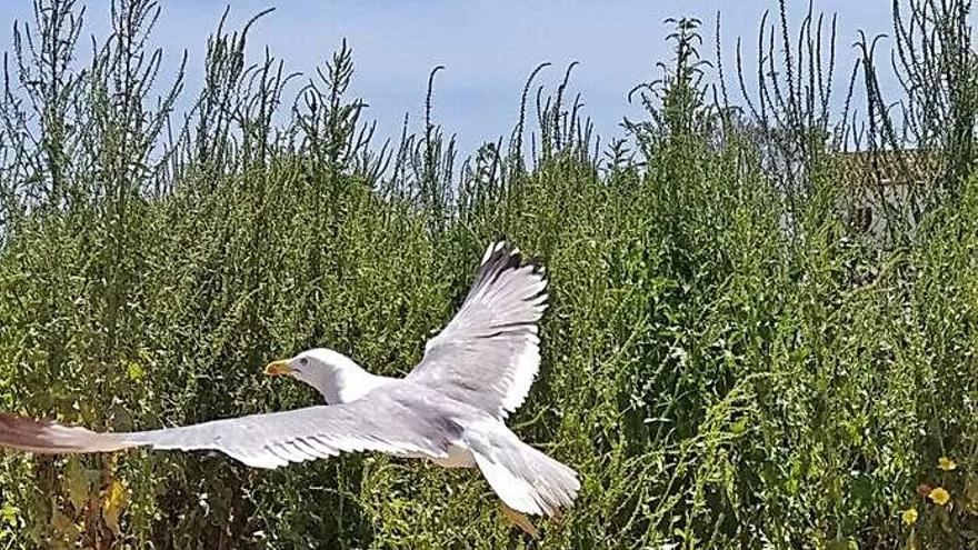 Las gaviotas patiamarillas invaden las calles durante  el encierro