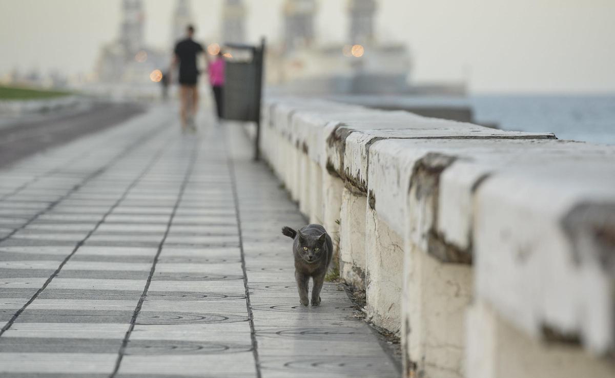 Un gato callejero pasea por la Avenida Marítima de Las Palmas de Gran Canaria.