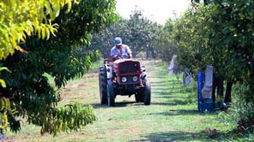 180 patrullas de la Guardia Civil vigilarán campos y caminos para prevenir el robo de fruta en Extremadura