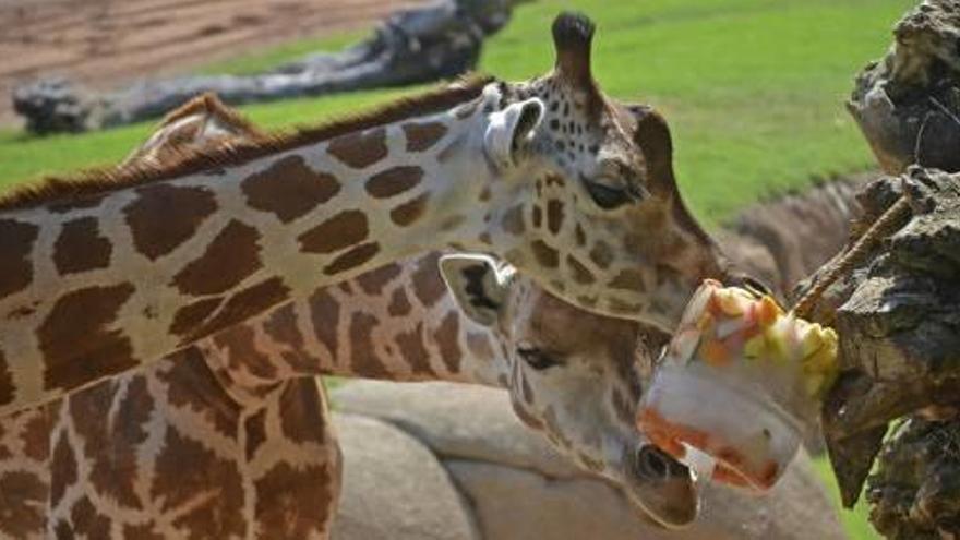 Helados contra el calor hasta para animales - Levante-EMV