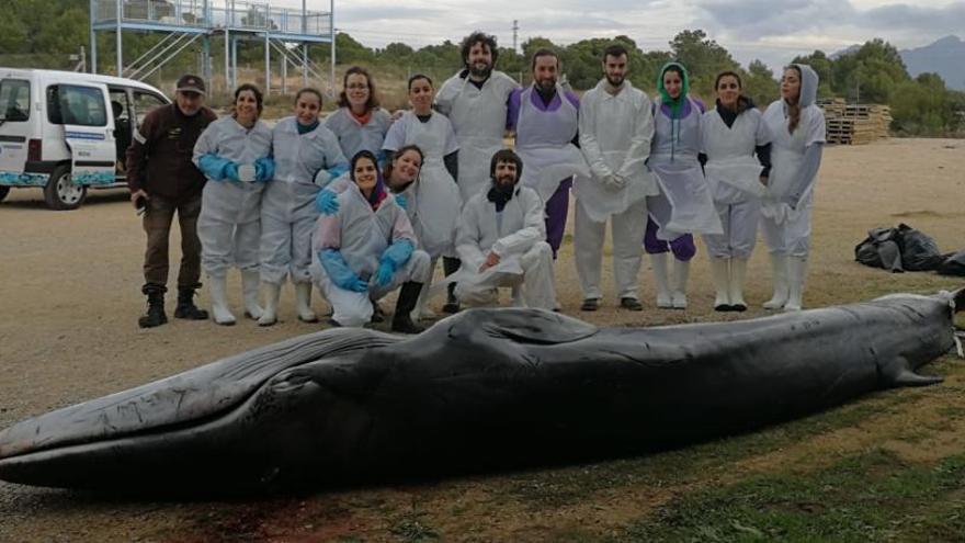 La ballena varada en Benidorm murió de una infección generalizada