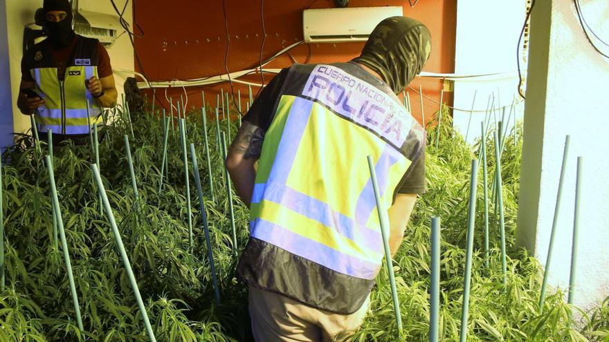 Una veintena de detenidos en un mes por cultivar y vender marihuana en garitos de la Región