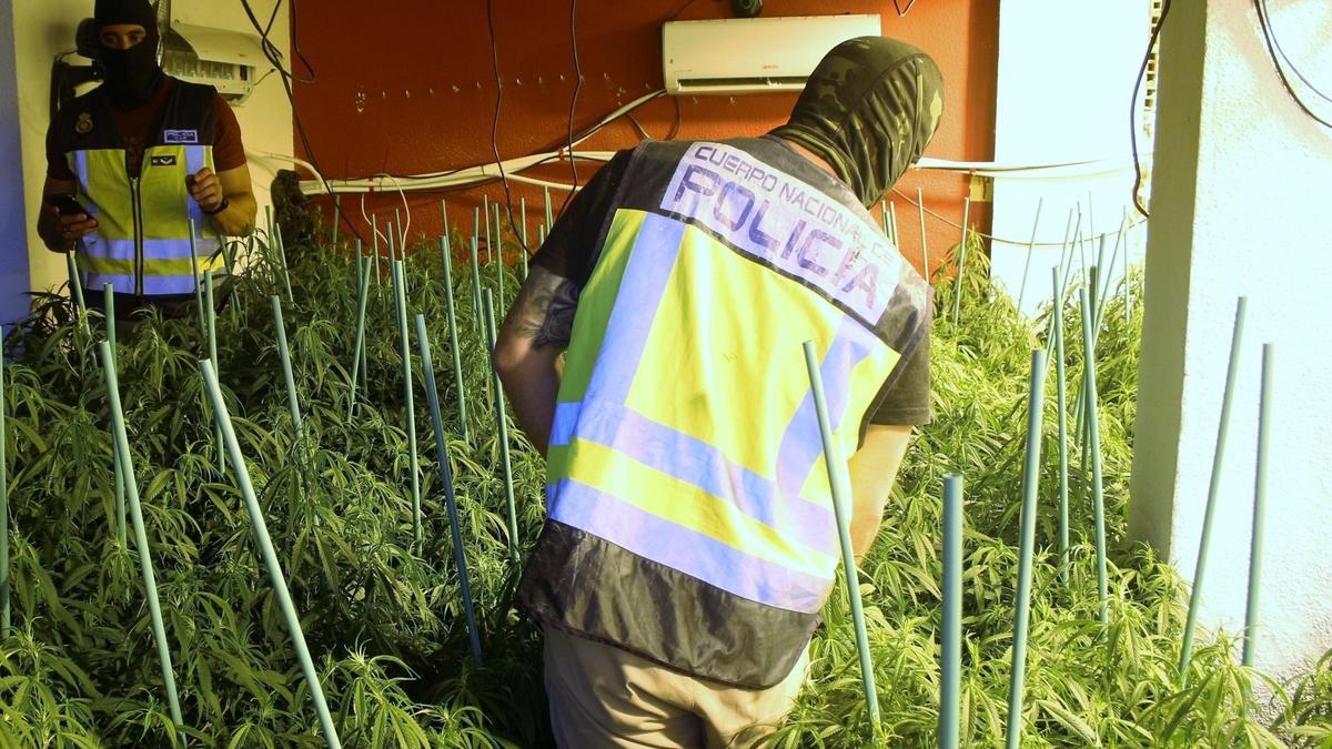 Dos miembros de la Policía Nacional, en una de las plantaciones halladas en enero en la Región.