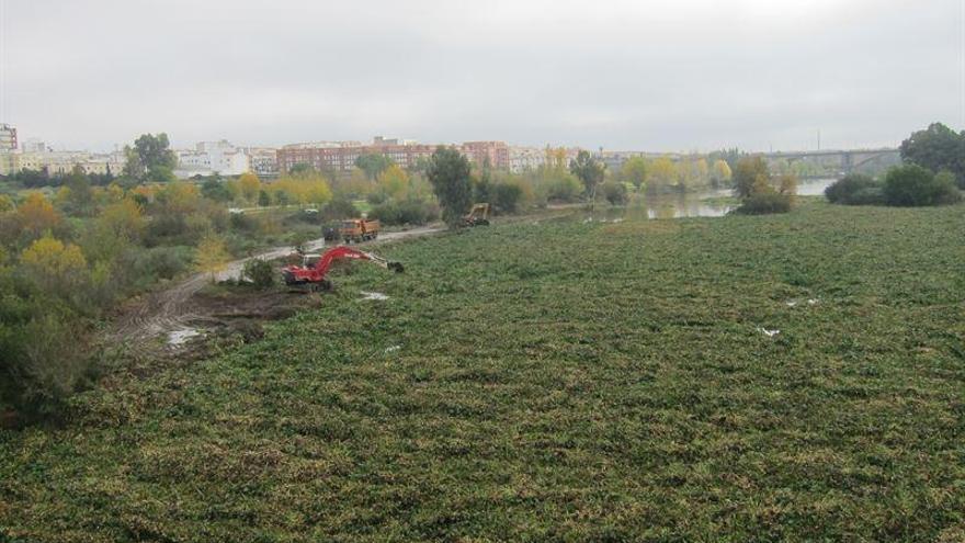 Un millón de euros para la lucha contra el camalote en Extremadura