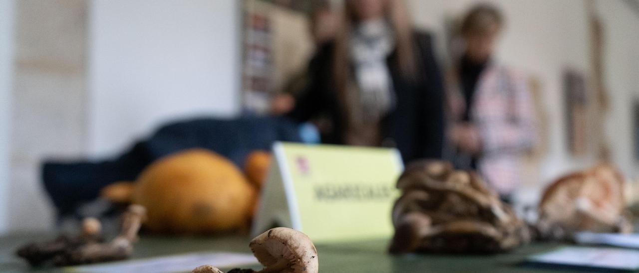 Exposición micológica de Zamora.