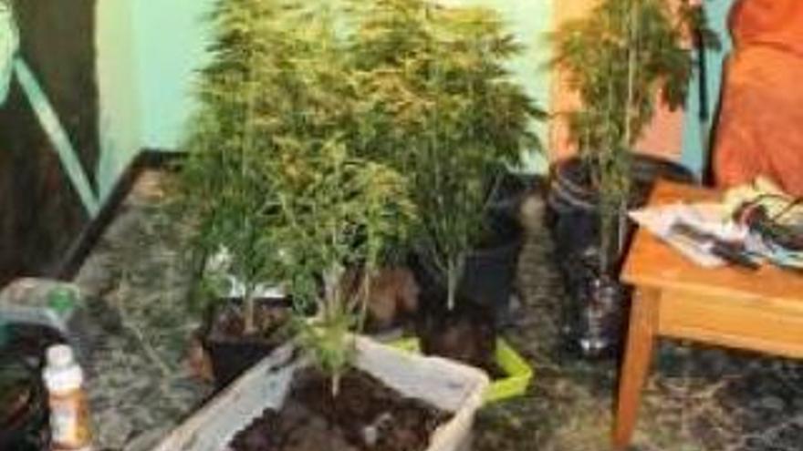 La Guardia Civil descubre una plantación de marihuana cuando esclarecía 19 robos