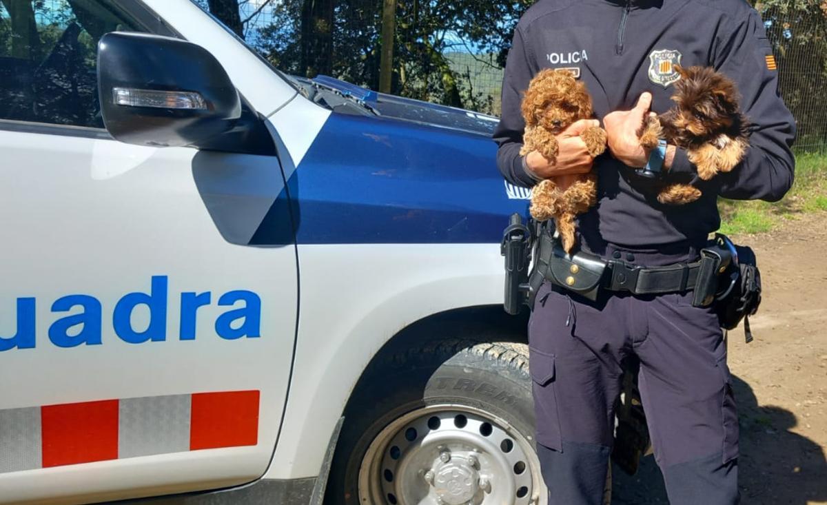 Les imatges dels operatius dels Mossos d'Esquadra contra el tràfic d'animals a l'AP-7