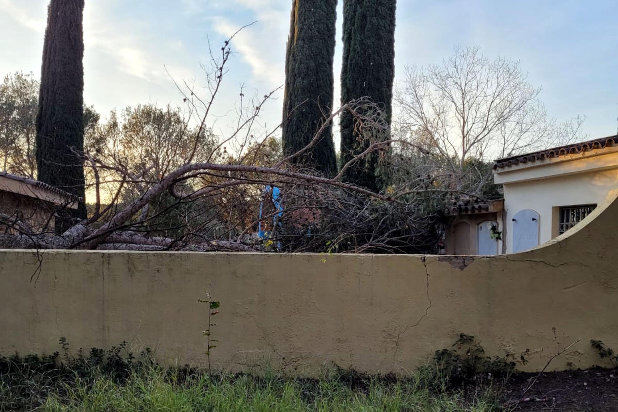 Els actes vandàlics a Vilademuls continuen amb la tala de divuit arbres més