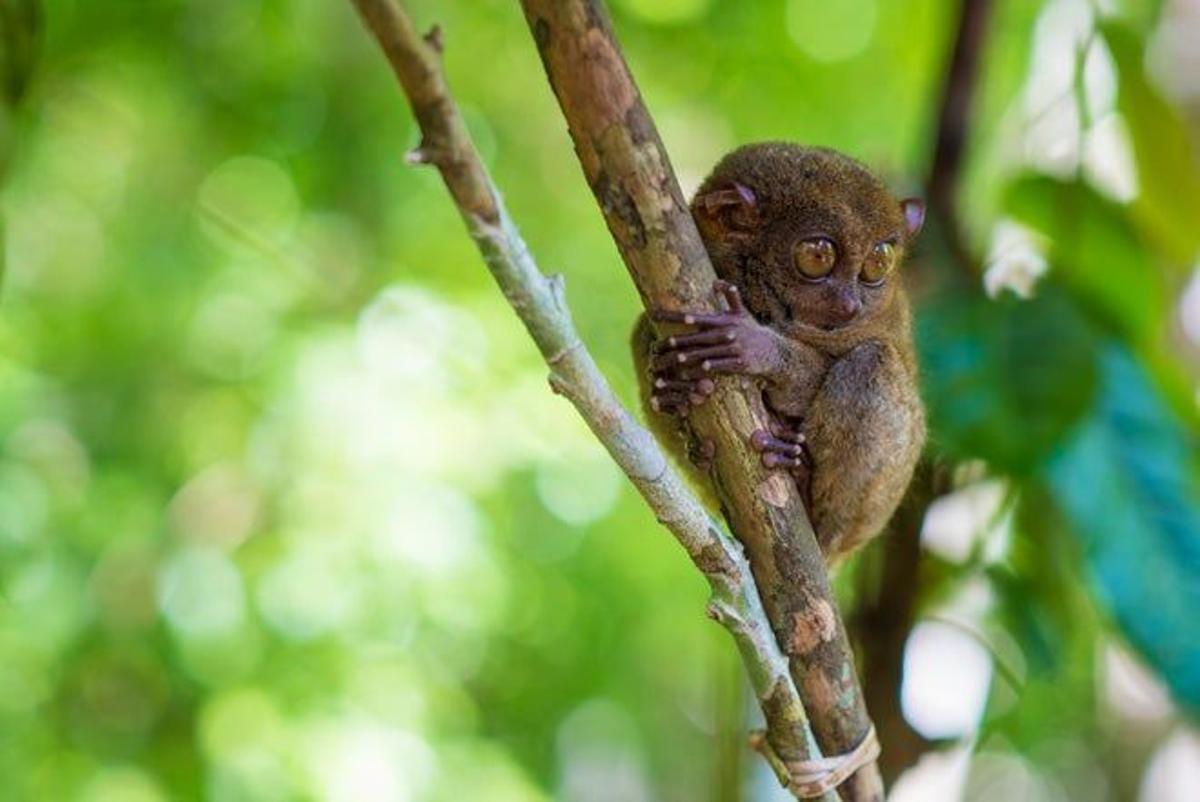 Disfrutar de los Tarseros