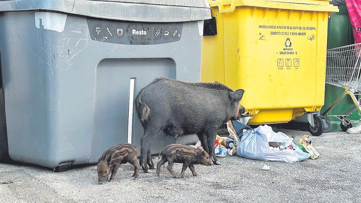La sobrepoblación de jabalíes permite ver escenas como esta, con animales en los núcleos urbanos.