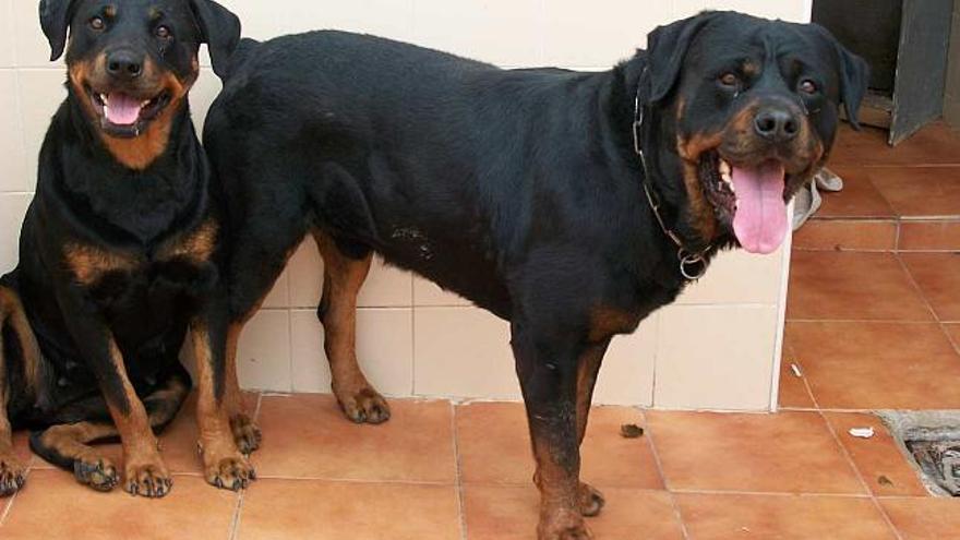 Los dos perros que protagonizaron el ataque se encuentran en el albergue de animales.