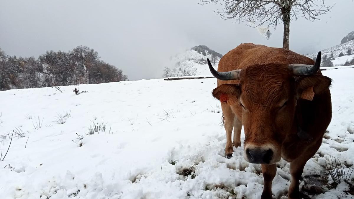 La vaca &quot;La Gallarda&quot;, en su primera nevada, en Allera.
