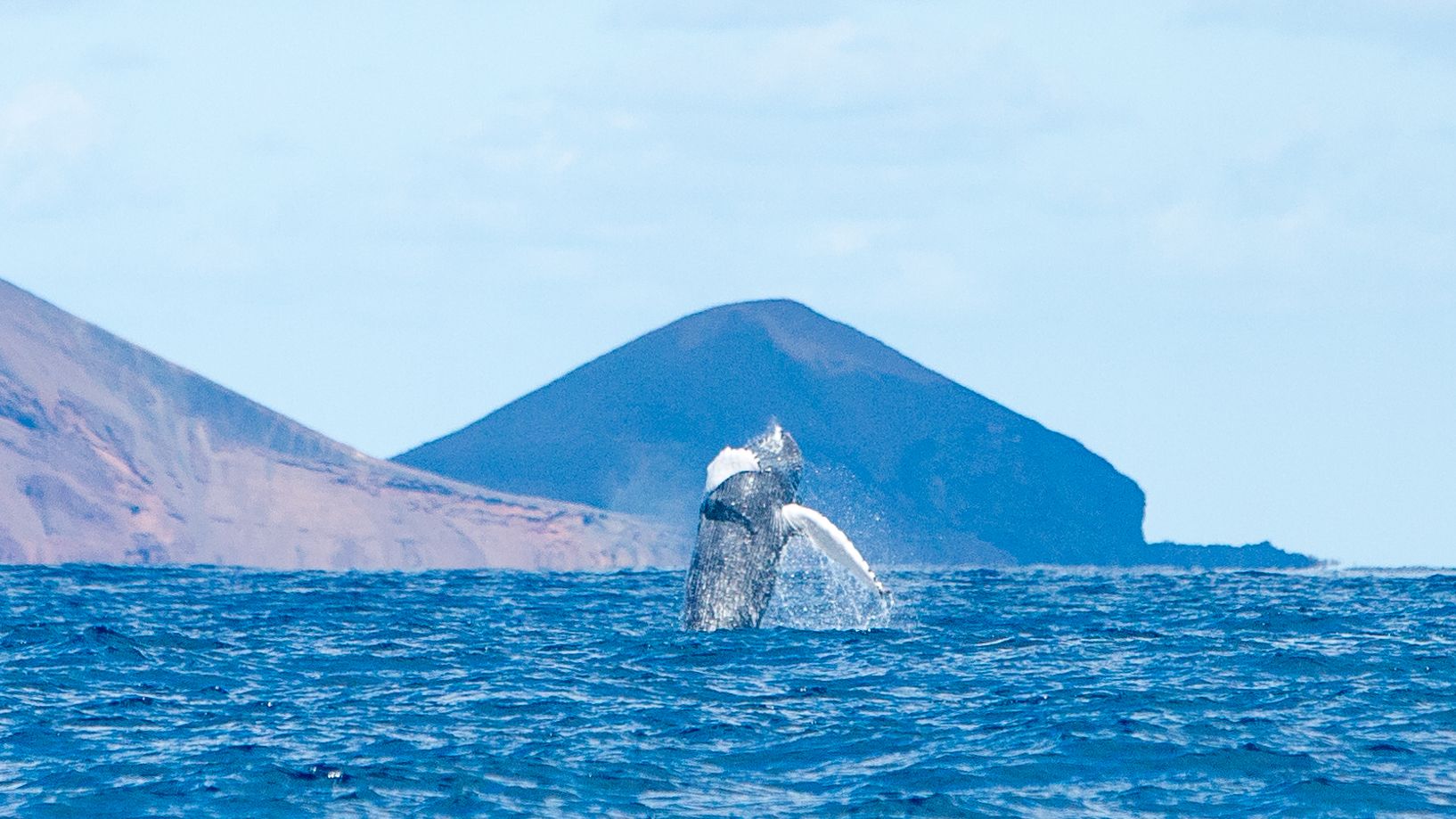 Ballena jorobada entre La Graciosa y Alegranza