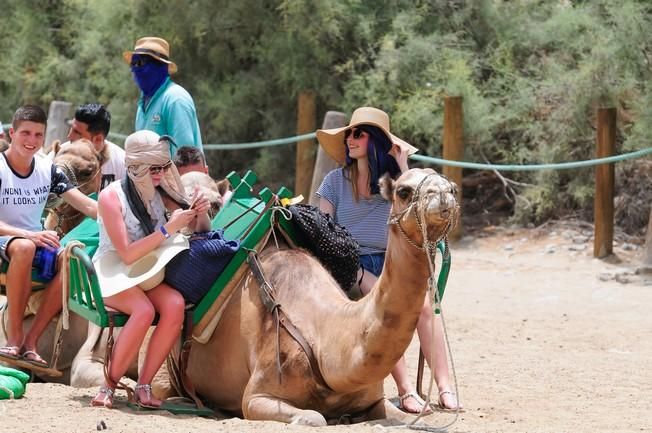 Reportaje excursiones con camellos en las Dunas ...