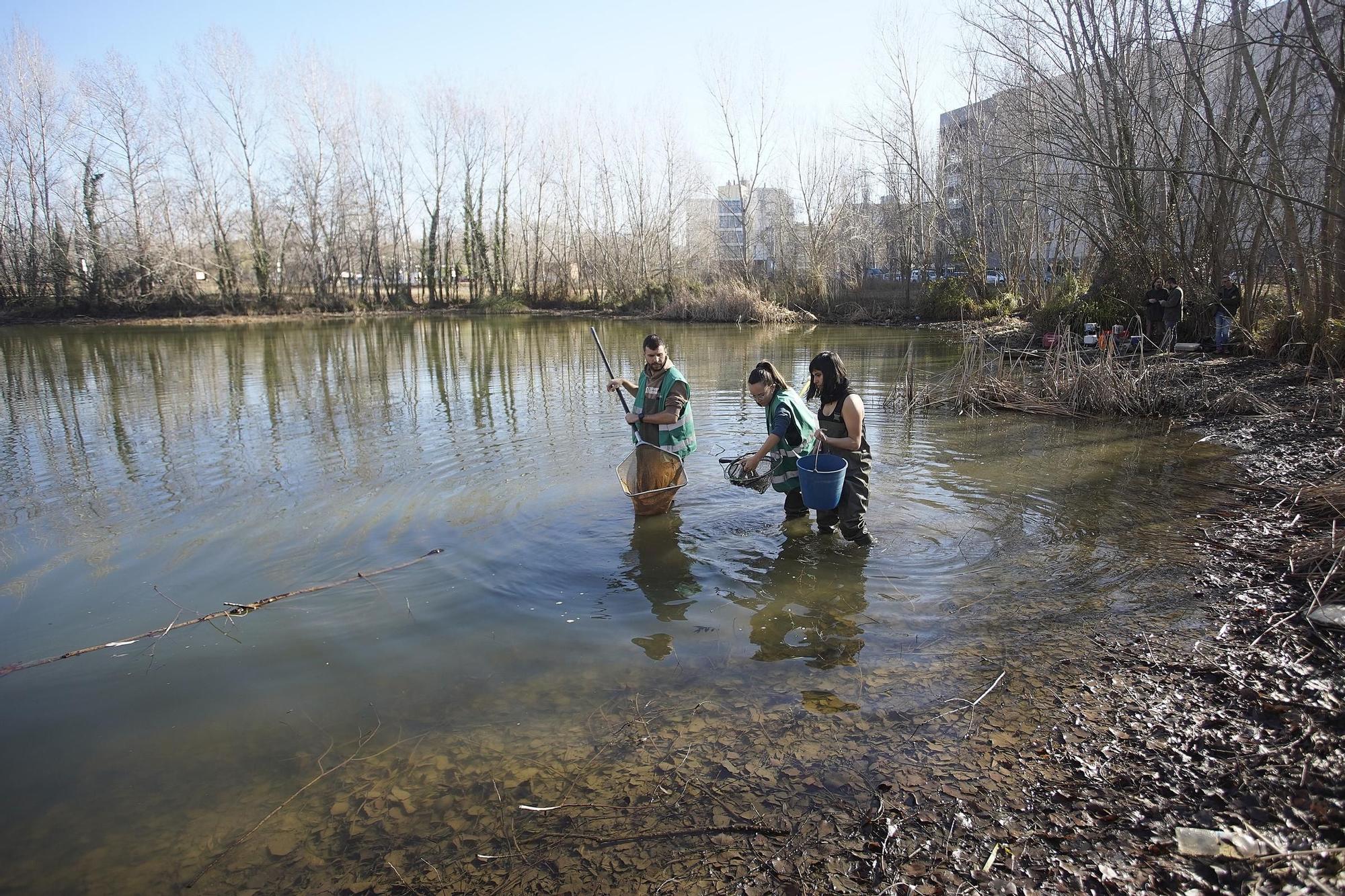 Girona asseca una bassa de les hortes de Santa Eugènia per eliminar les espècies invasores que hi habiten