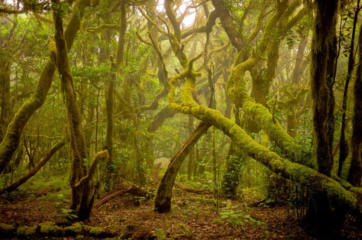 La laurisilva en el Parque Nacional de Garajonay