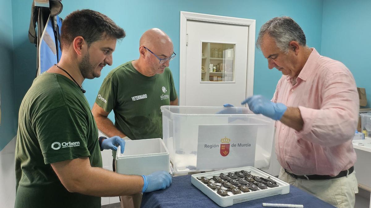 El consejero de Medio Ambiente, Industria, Universidades, Investigación y Mar Menor, Juan María Vázquez, visitó el Centro de Recuperación de Fauna Silvestre El Valle donde fueron trasladadas las tortugas.