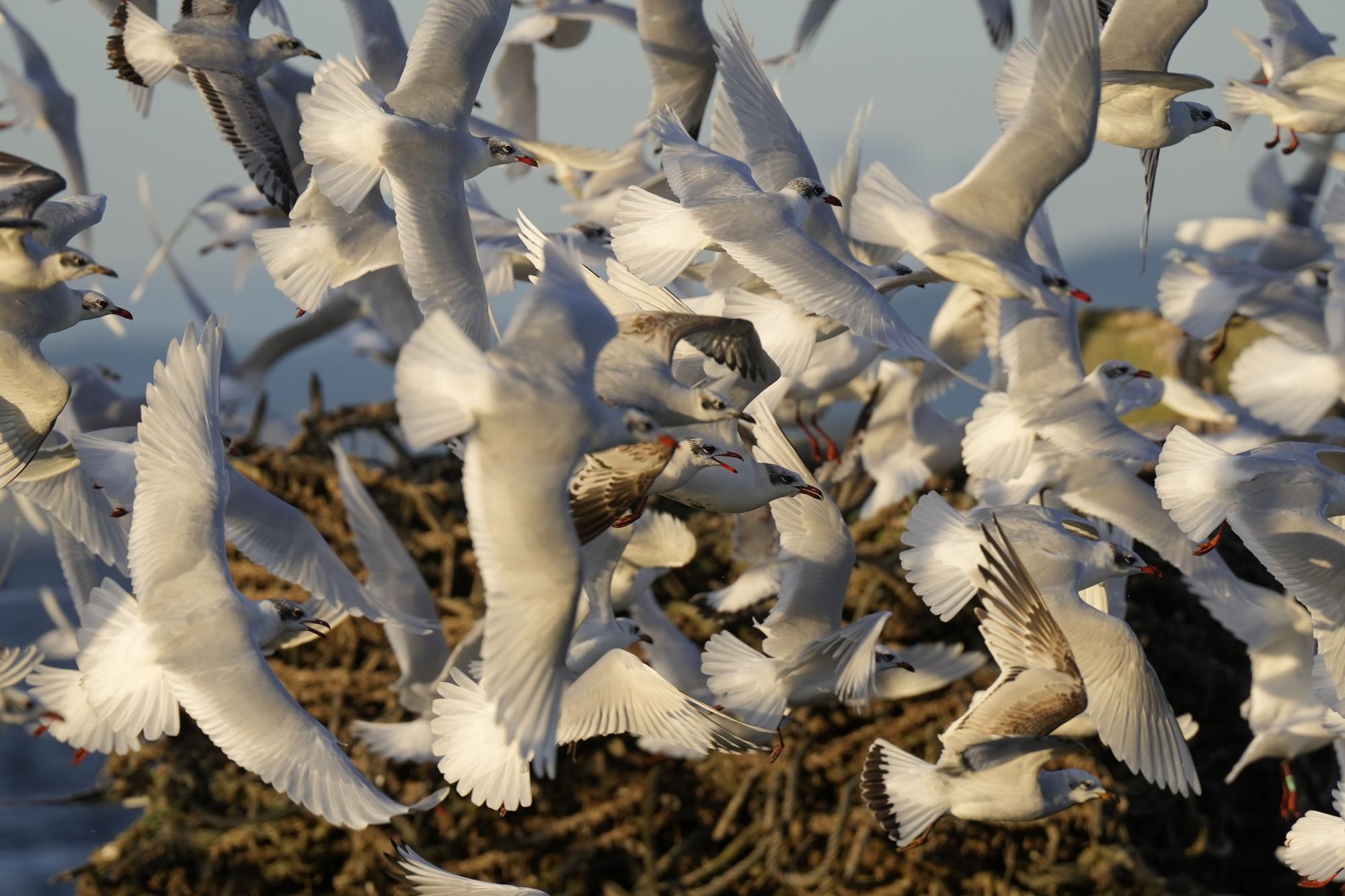 Aves avistadas en la primera expedición del año a bordo del "Chasula".