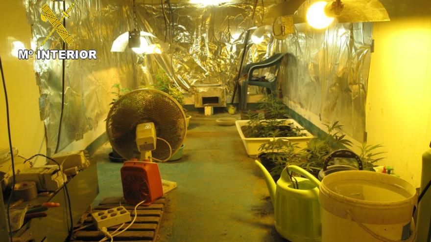 Desmantelados una plantación y un invernadero de marihuana en Siero, con un detenido