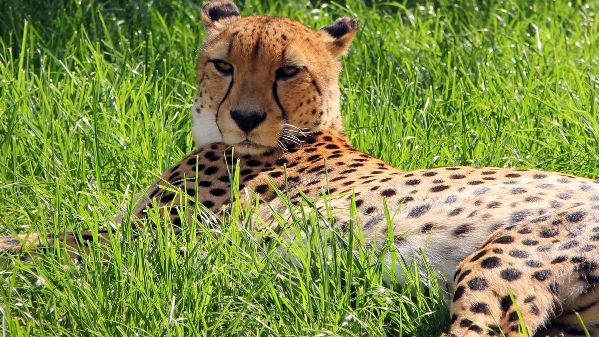 El guepardo, nueva especie en peligro.