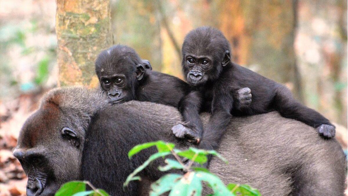 El 50% de los grandes simios perderá su hábitat en 2050 por el cambio climático