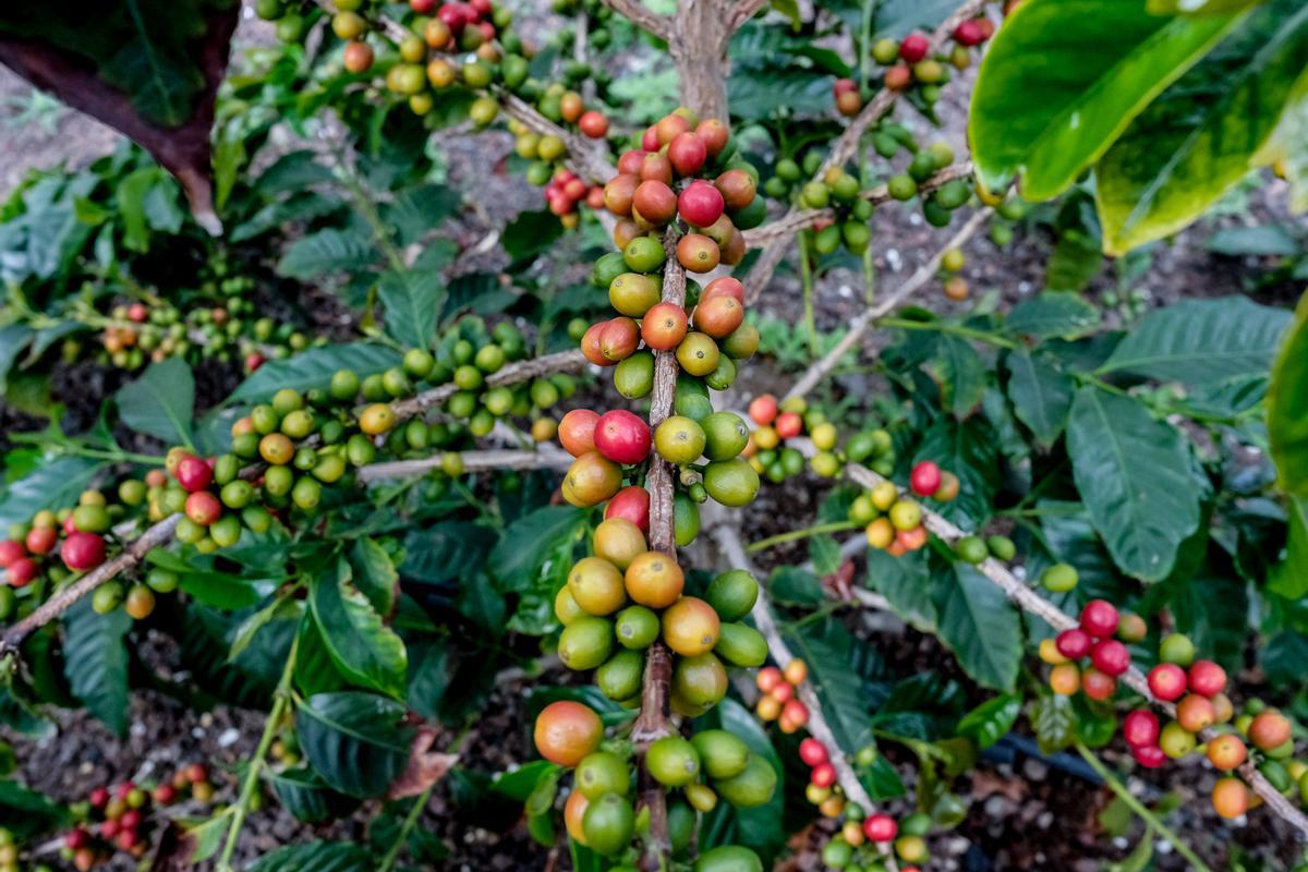 Cafeto en producción.