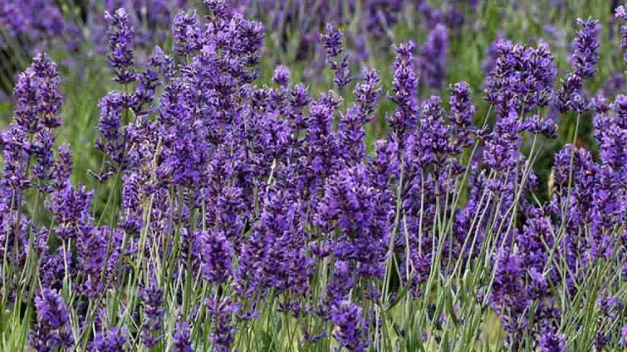 La lavanda es uno de los aromas más utilizados en las brumas de almohada.