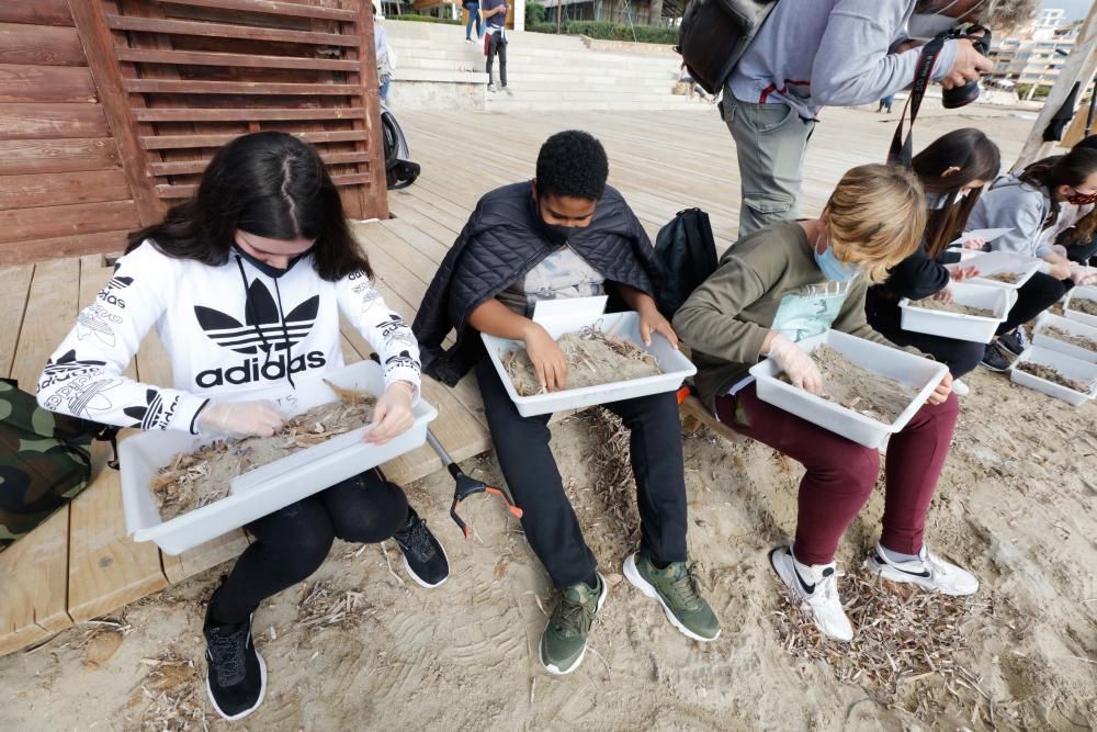 Buscar y clasificar plásticos depositados en la arena, esa fue la tarea