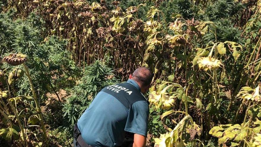 Detenidas dos personas en Hernán Cortés por camuflar 120 plantas de marihuana