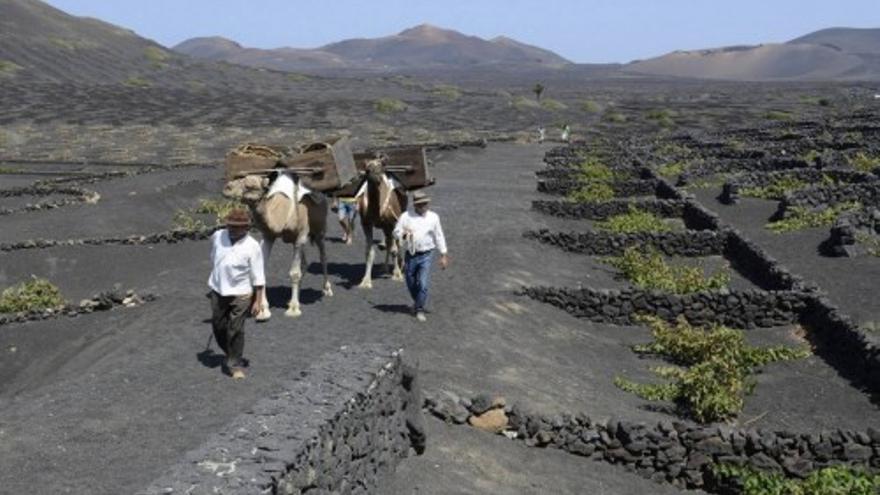 Vendimia en La Geria (Lanzarote)