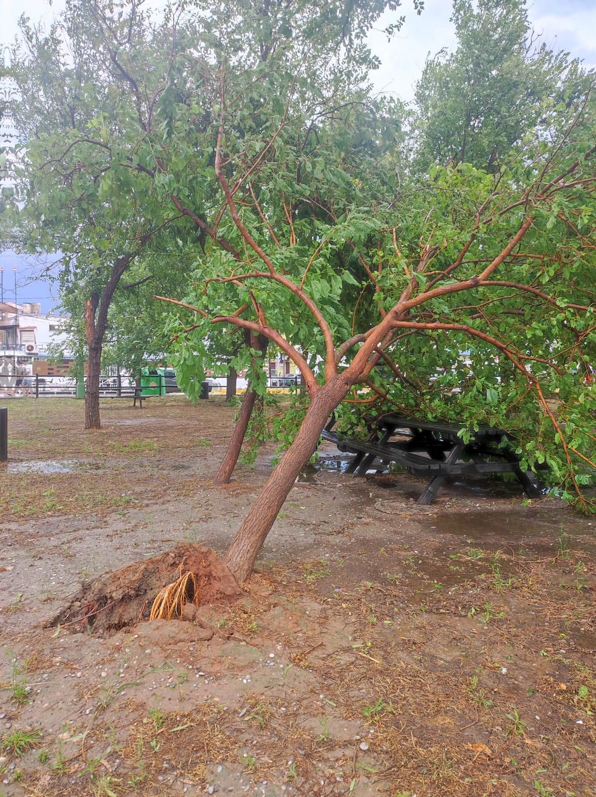 Galería: La granizada provoca un desastre generalizado en Nules