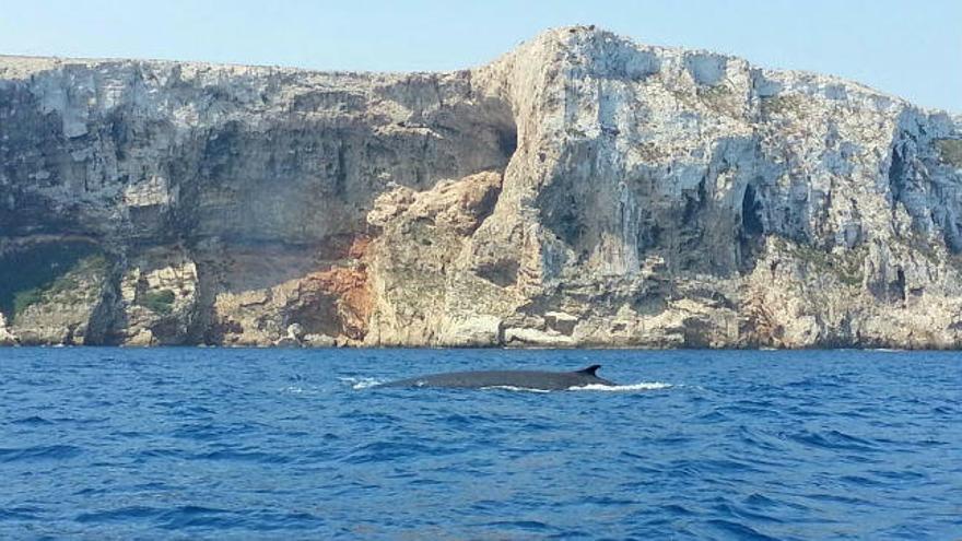 Avistan cuatro ballenas frente a la costa de Dénia