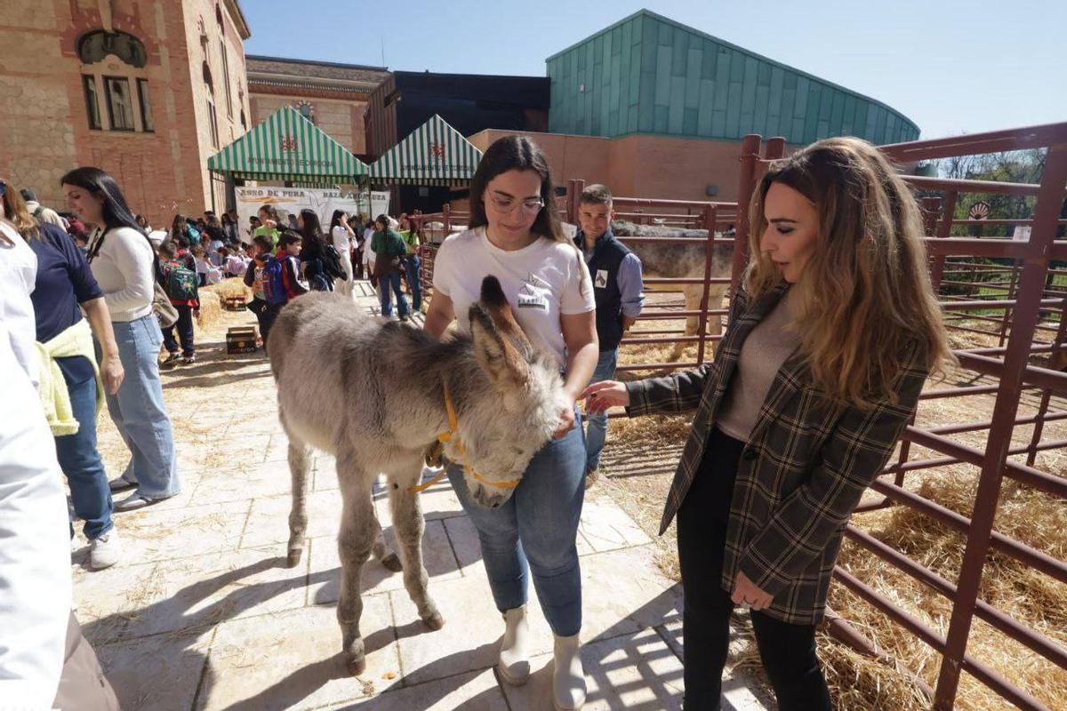 La delegada de Educación e Infancia del Ayuntamiento de Córdoba, Narci Ruiz, acaricia uno de los asnos, junto a una de las monitoras.