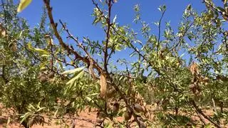 La sequía ya provoca pérdidas de 11,5 millones en los cultivos de secano de Castellón
